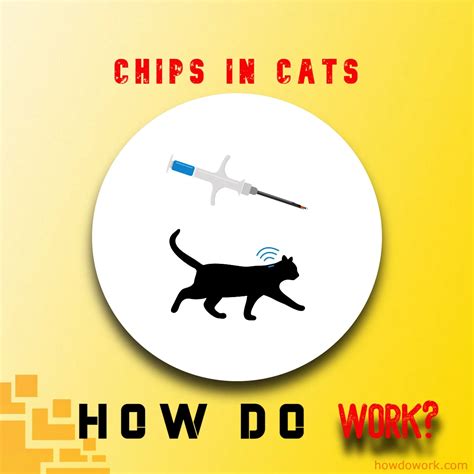 rfid chips in cats|cat microchips canada.